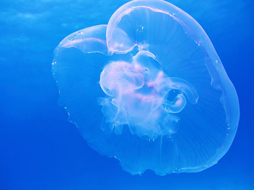 Bright jellyfish floating alone. Free public domain CC0 photo.