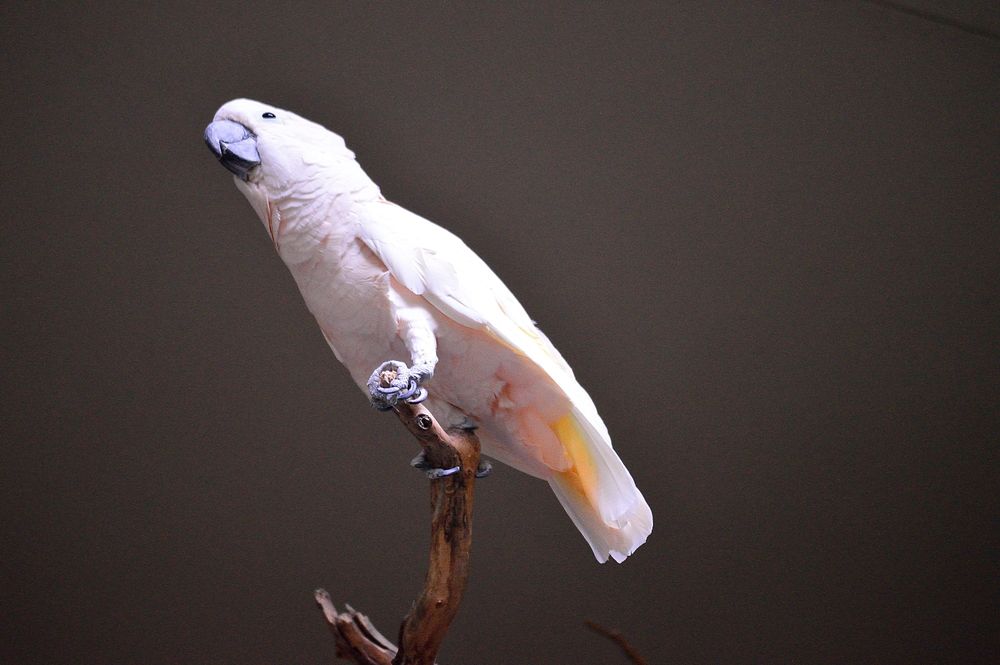 White parrot, animal photo. Free public domain CC0 image.
