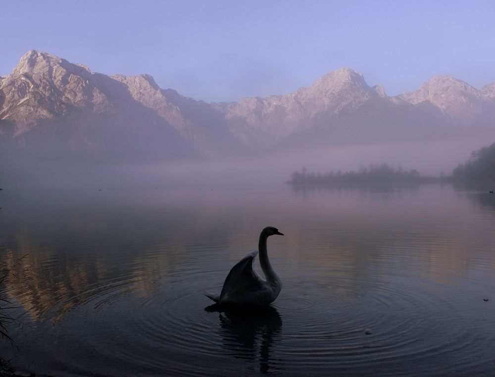 White swan swimming alone. Free public domain CC0 photo.