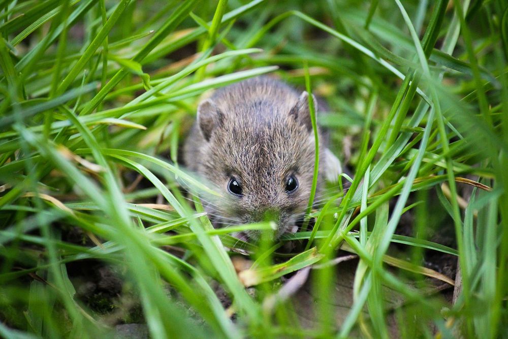 Cute mouse eating. Free public domain CC0 image.