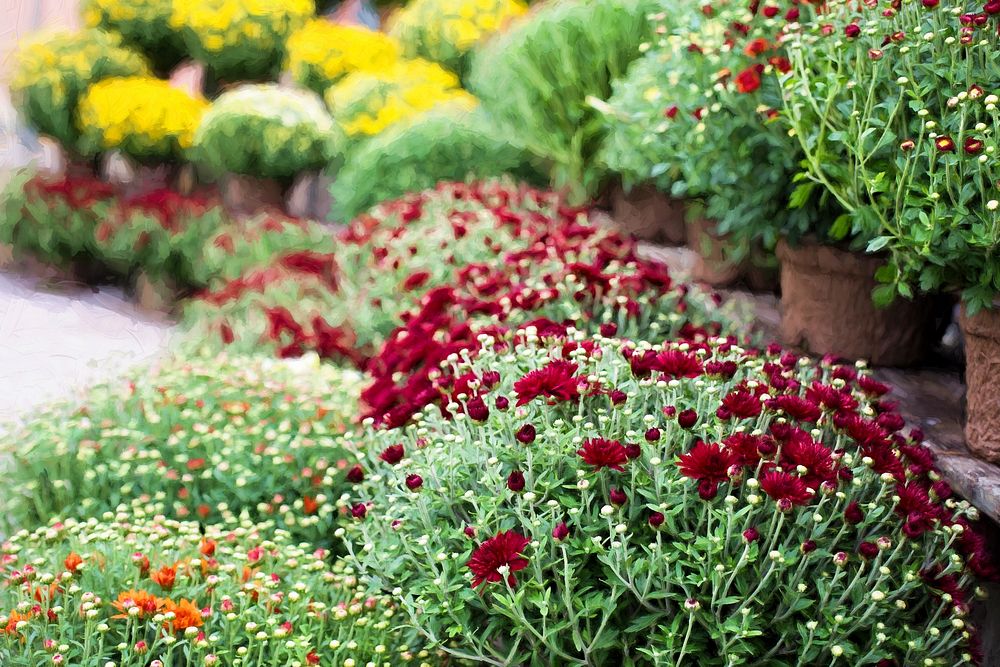 Flowers in a park. Free public domain CC0 photo.