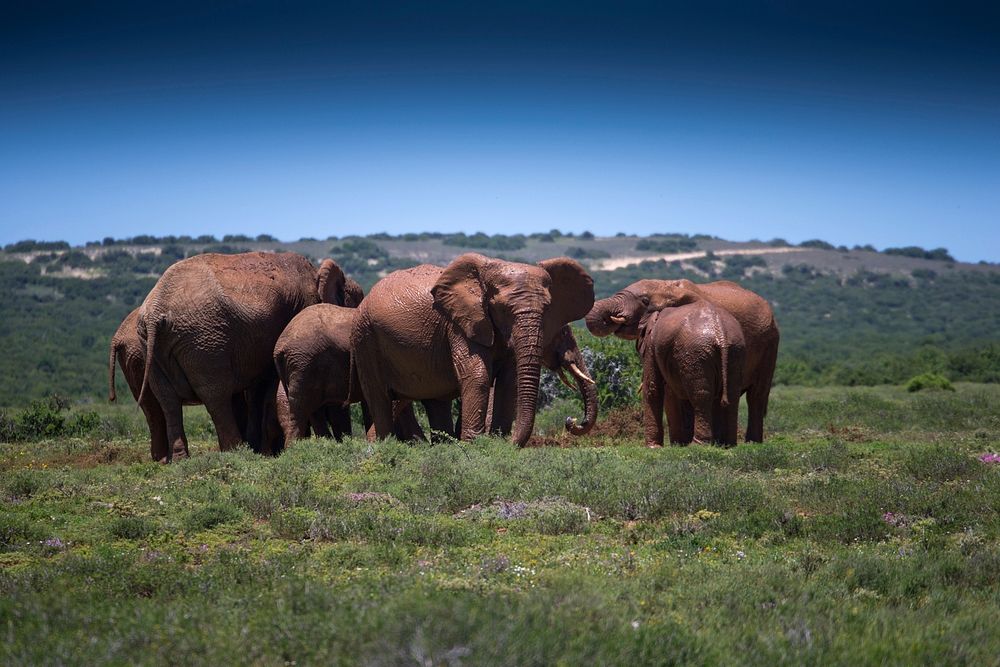 African elephant herd in teh serengeti. Free public domain CC0 photo.