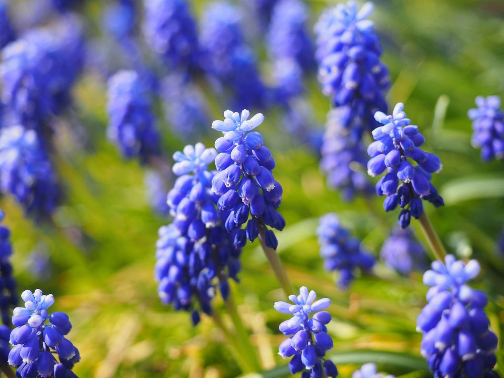 Purple lupine background. Free public domain CC0 photo.