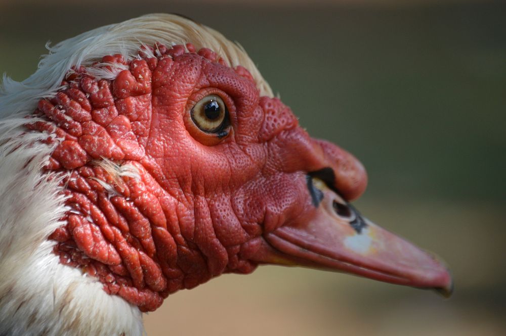 Muscovy duck face close up. Free public domain CC0 photo.
