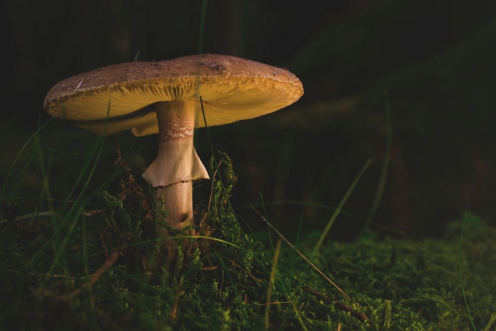 Poisonous mushroom with thin stem. Free public domain CC0 image.