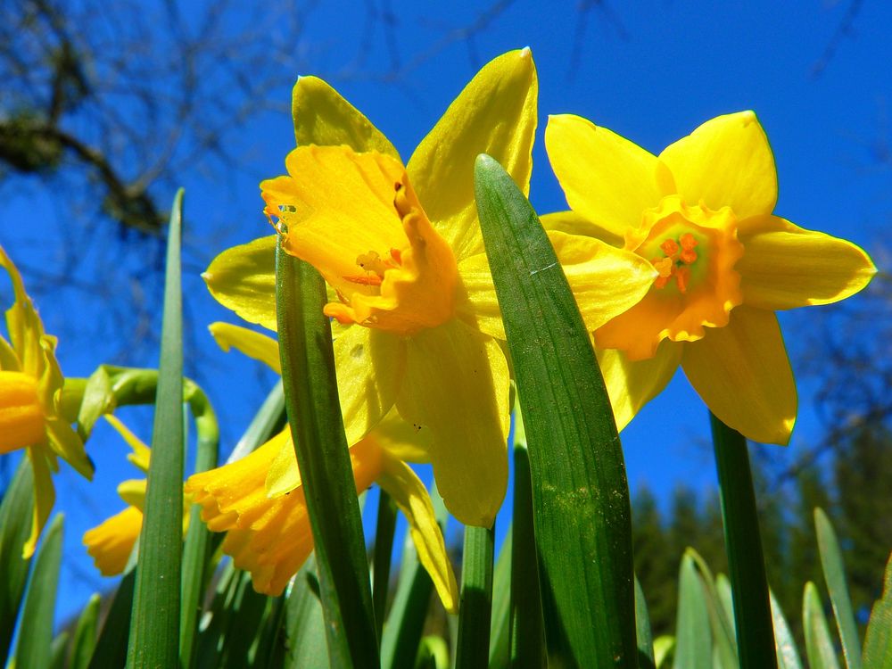 Daffodil background. Free public domain CC0 image.