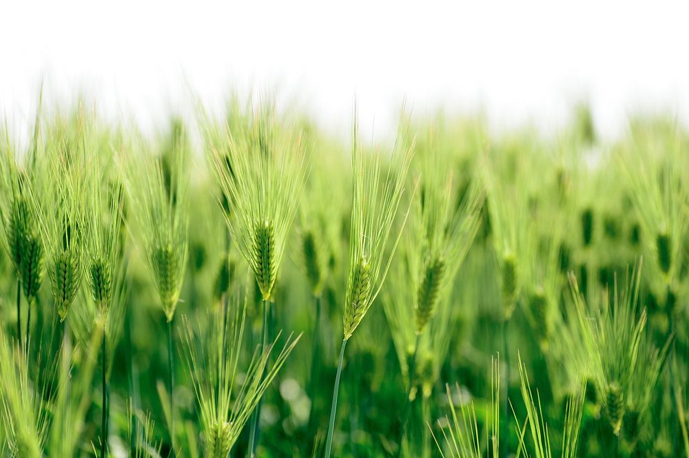 Green field, background photo. Free public domain CC0 image.