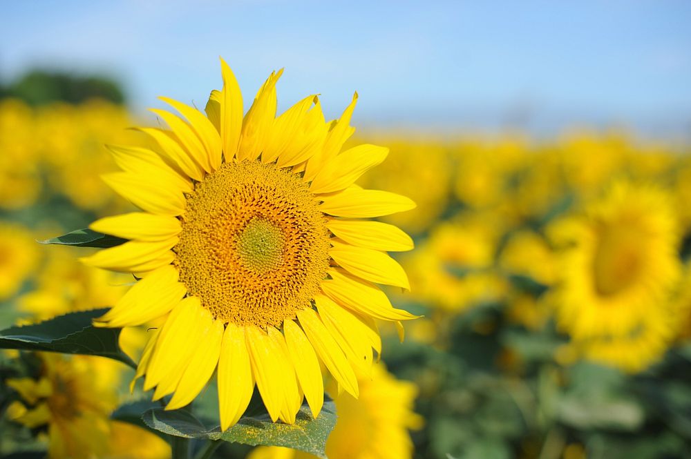 Sunflower background. Free public domain CC0 photo.