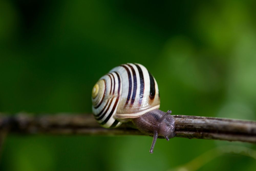 Snail crawling on a branch. Free public domain CC0 image.