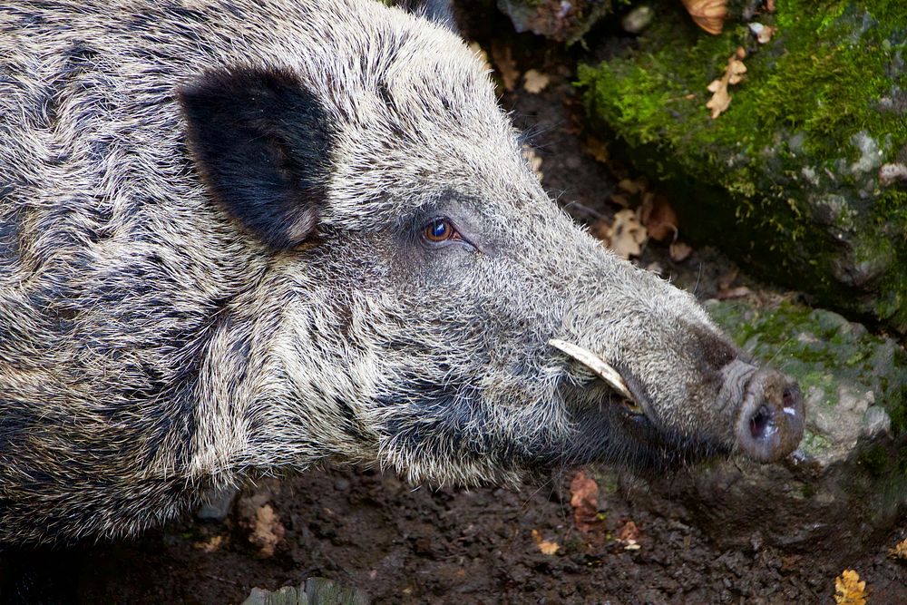 Wild boar. Free public domain CC0 photo.