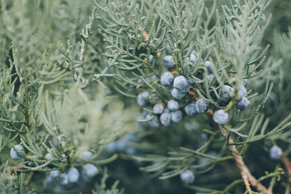 Closeup on plant with blue berries. Free public domain CC0 image.