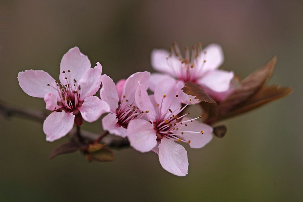 Pink peach blossom background. Free public domain CC0 photo.