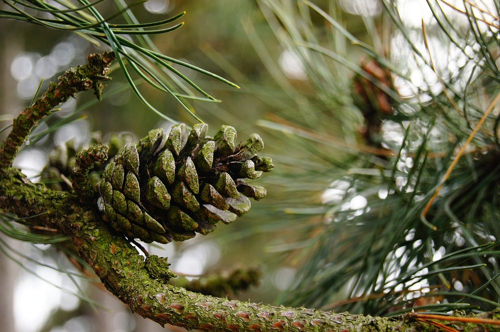 Autumn pine cone aesthetic background. Free public domain CC0 photo.