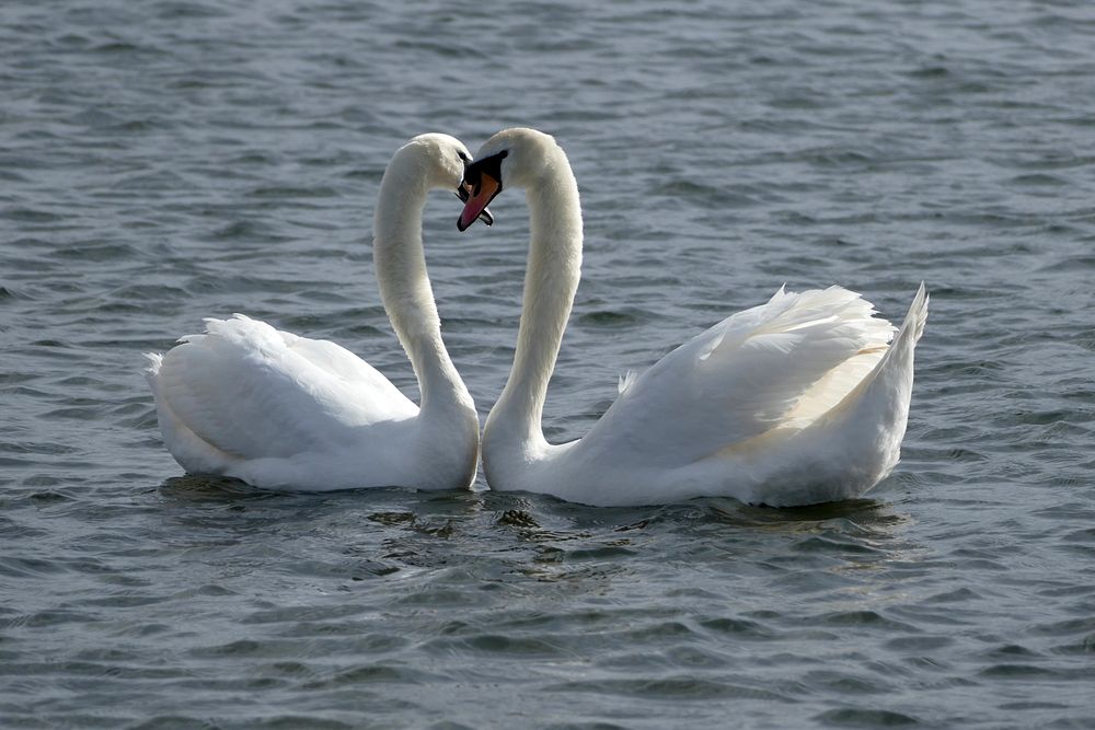 White swans forming a heart. Free public domain CC0 photo.