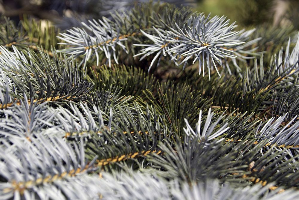 Closeup on pine tree branch. Free public domain CC0 photo.