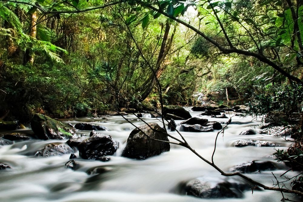 Beautiful stream forest background. Free public domain CC0 photo.