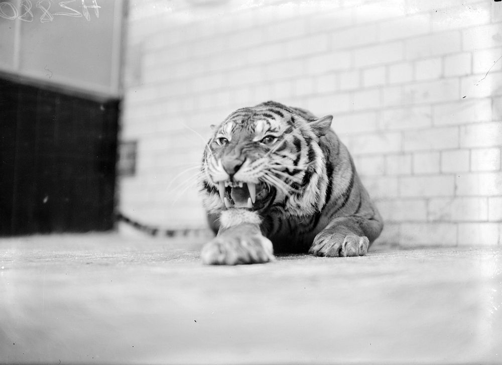 Grumpy tiger image. Free public domain CC0 photo.