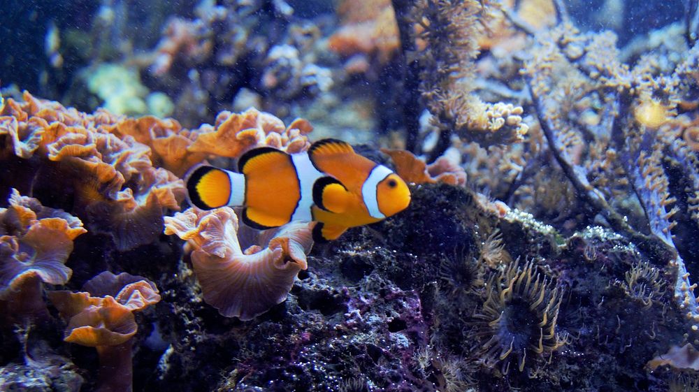 Clownfish close up. Free public domain CC0 photo.