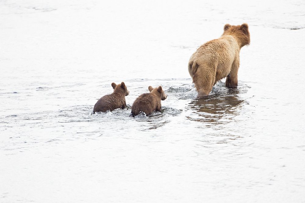 Brown bears with her kids. Free public domain CC0 photo.
