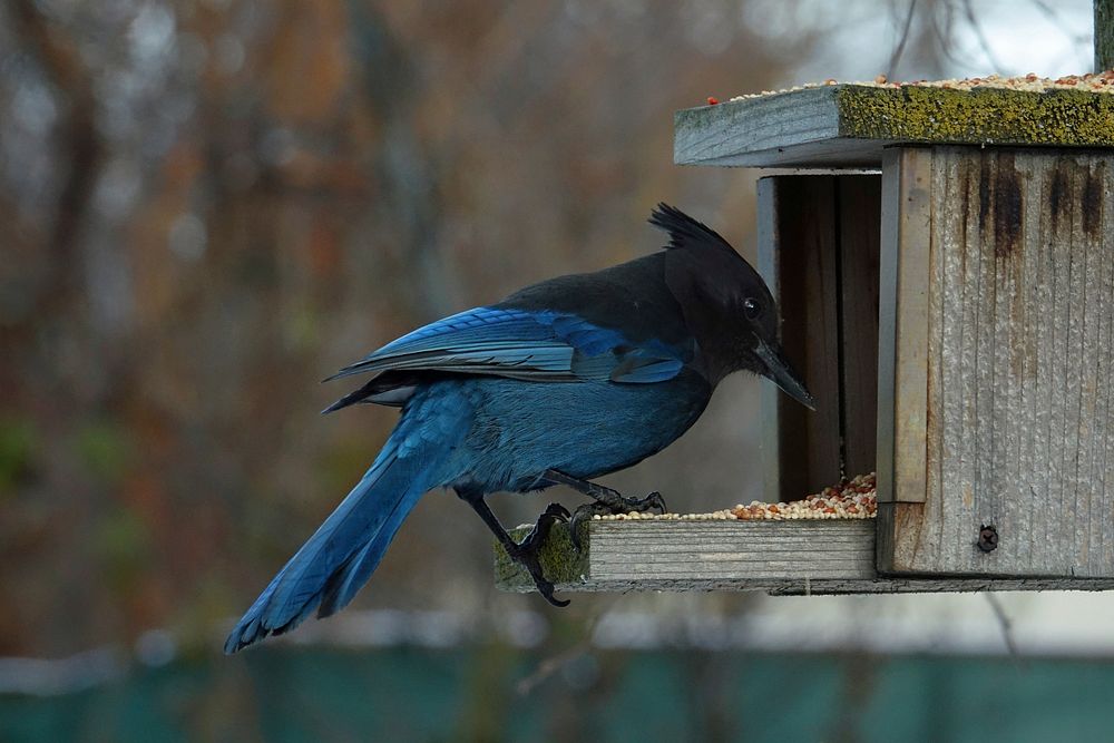 Bir eating from feeder, animal photography. Free public domain CC0 image.