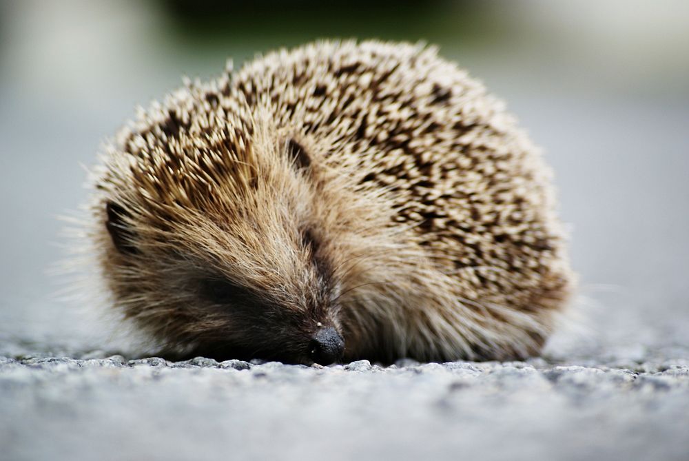 Hedgehog background. Free public domain CC0 image.