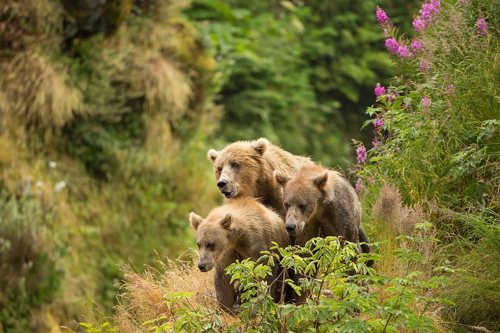 Brown bears with her kids. Free public domain CC0 photo.