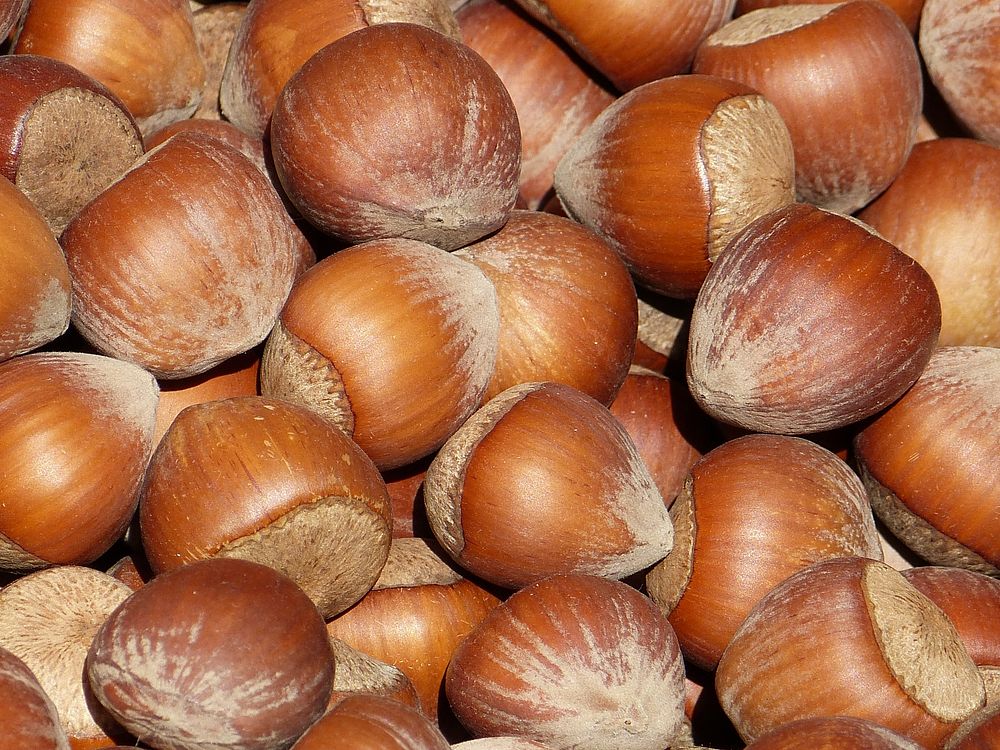 Hazelnuts, brown shells. Free public domain CC0 image