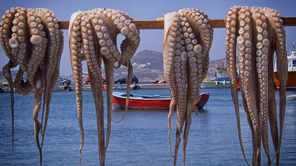 Octopus hung on the rod. Free public domain CC0 photo.