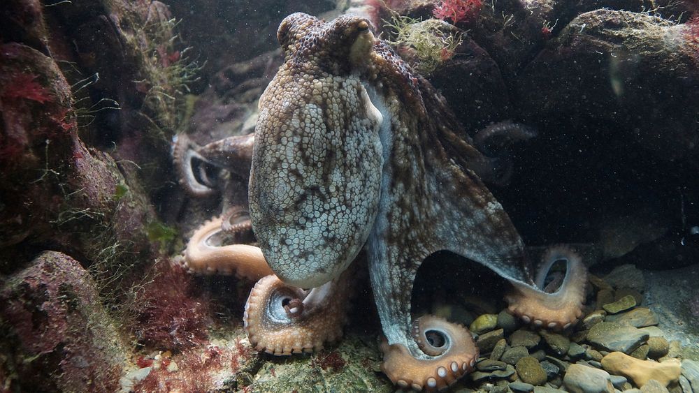 Camouflaging octopus close up. Free public domain CC0 image.