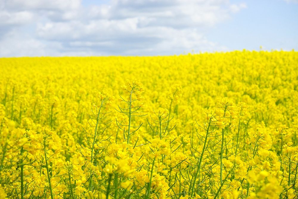 Rape flower. Free public domain CC0 image.