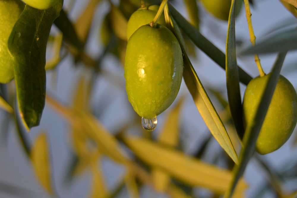 Green olives growing on tree. Free public domain CC0 image.