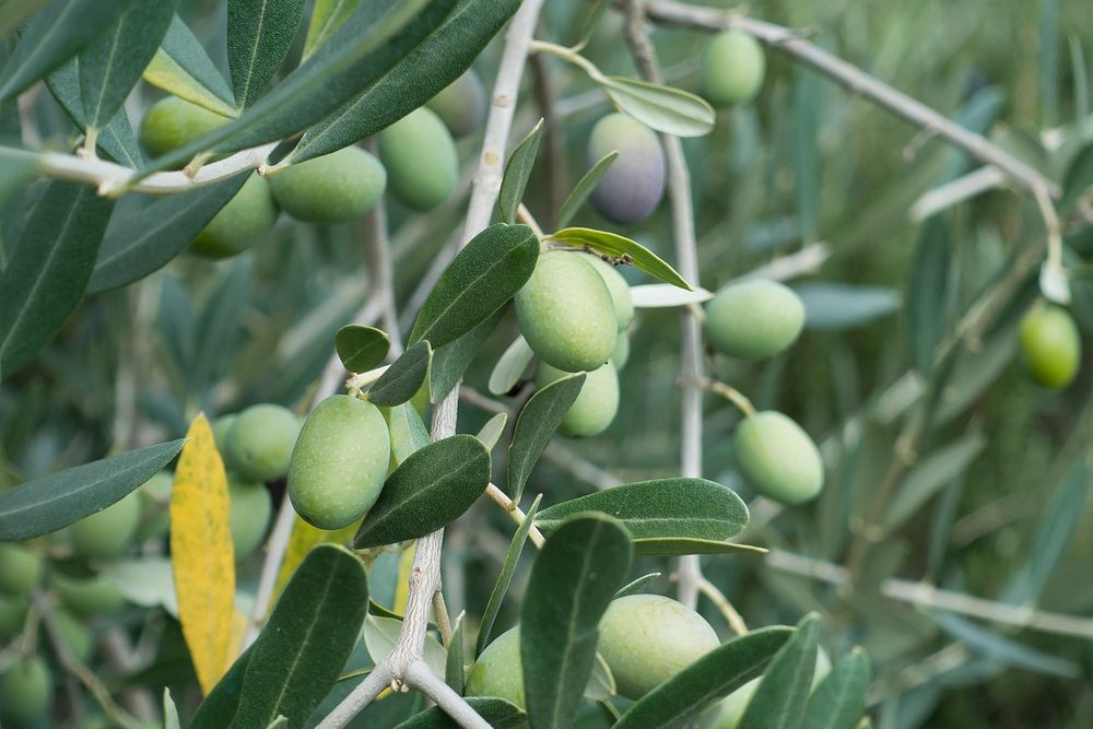 Green olives growing on tree. Free public domain CC0 image.