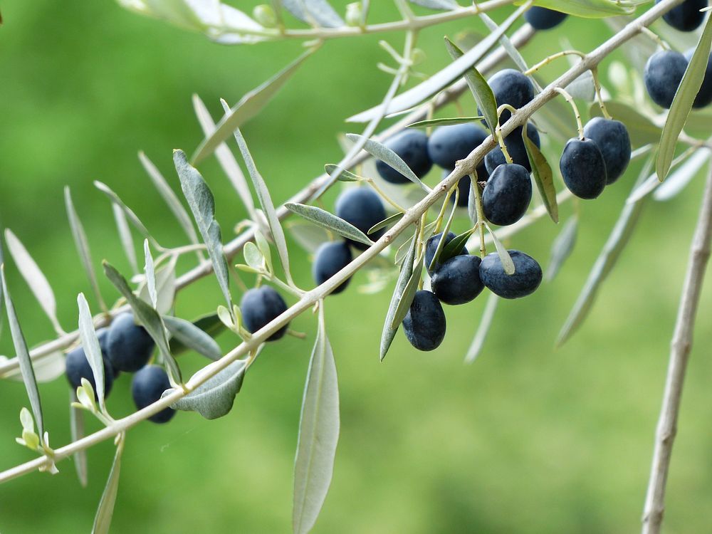 Black olives growing on tree. Free public domain CC0 image.