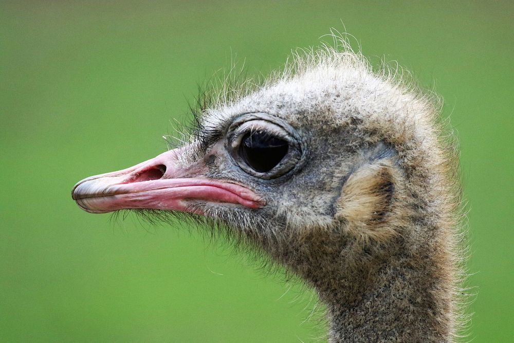 Ostrich. Free public domain CC0 photo.