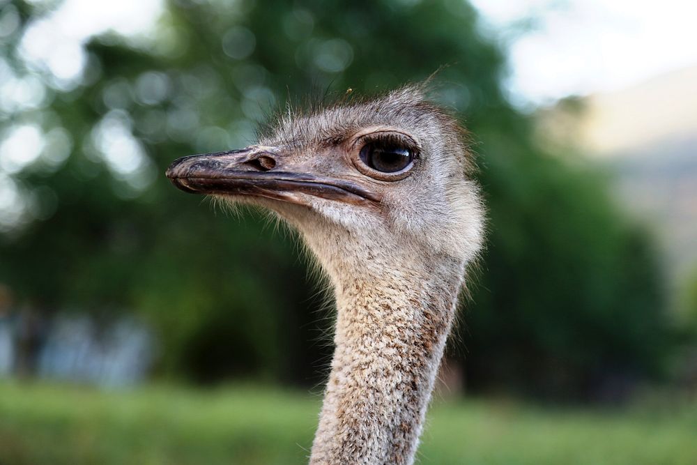 Ostrich. Free public domain CC0 photo.
