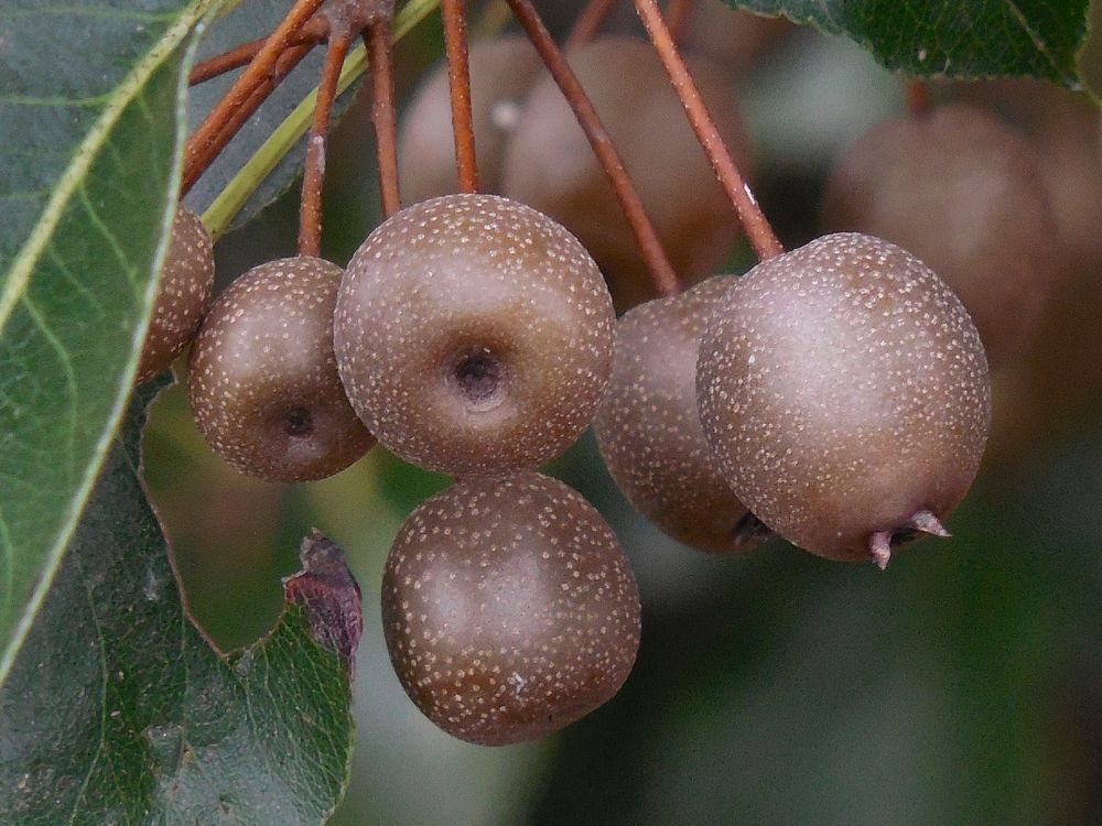 Closeup on Asian pears growing on tree. Free public domain CC0 photo.