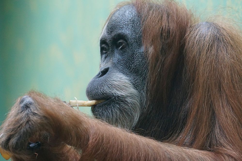 Orangutan photo. Free public domain CC0 image.