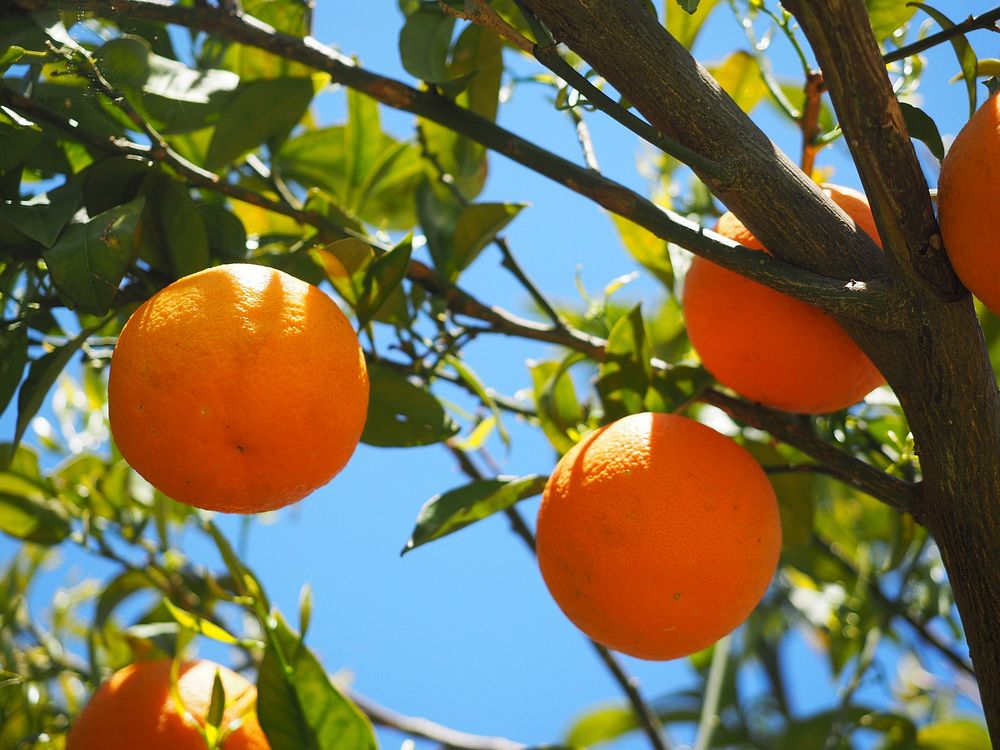 Fresh oranges on tree. Free public domain CC0 photo.