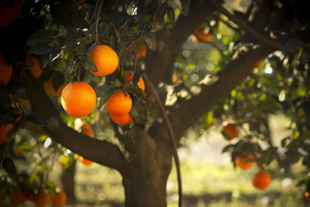 Fresh oranges on tree. Free public domain CC0 photo.