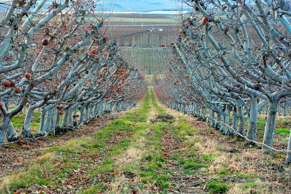 Apple harvest farm. Free public domain CC0 photo.