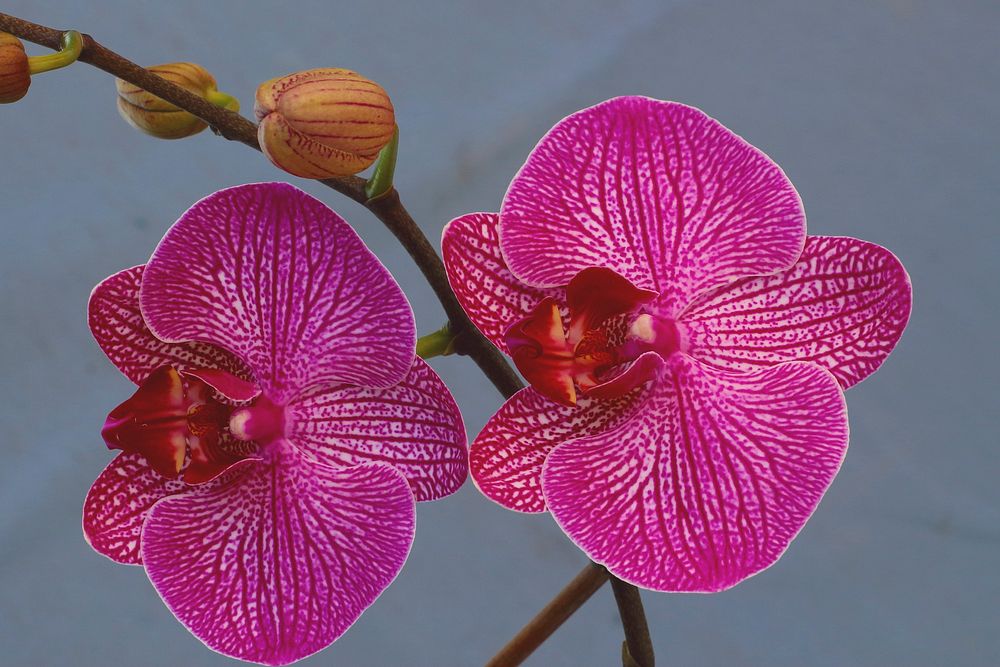 Pink moth orchid background. Free public domain CC0 image.