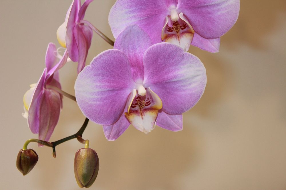 Pink moth orchid background. Free public domain CC0 photo.