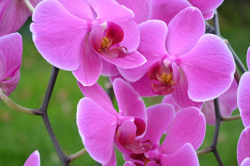 Pink moth orchid background. Free public domain CC0 image.