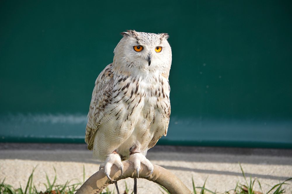 Eurasian eagle owl standing closeup. Free public domain CC0 photo.