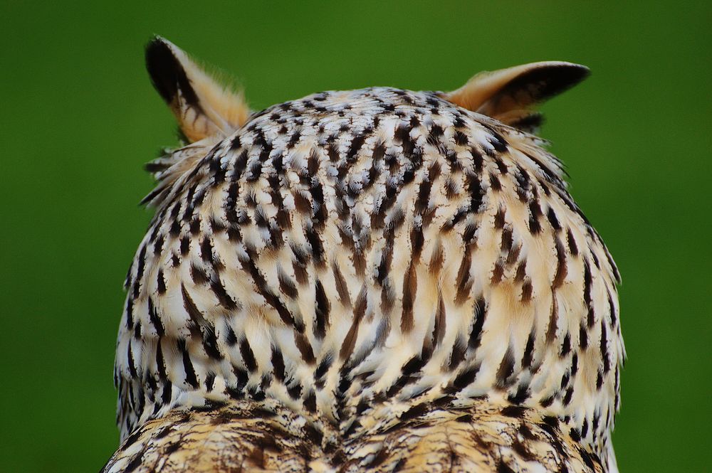 Eurasian eagle owl back closeup. Free public domain CC0 photo.