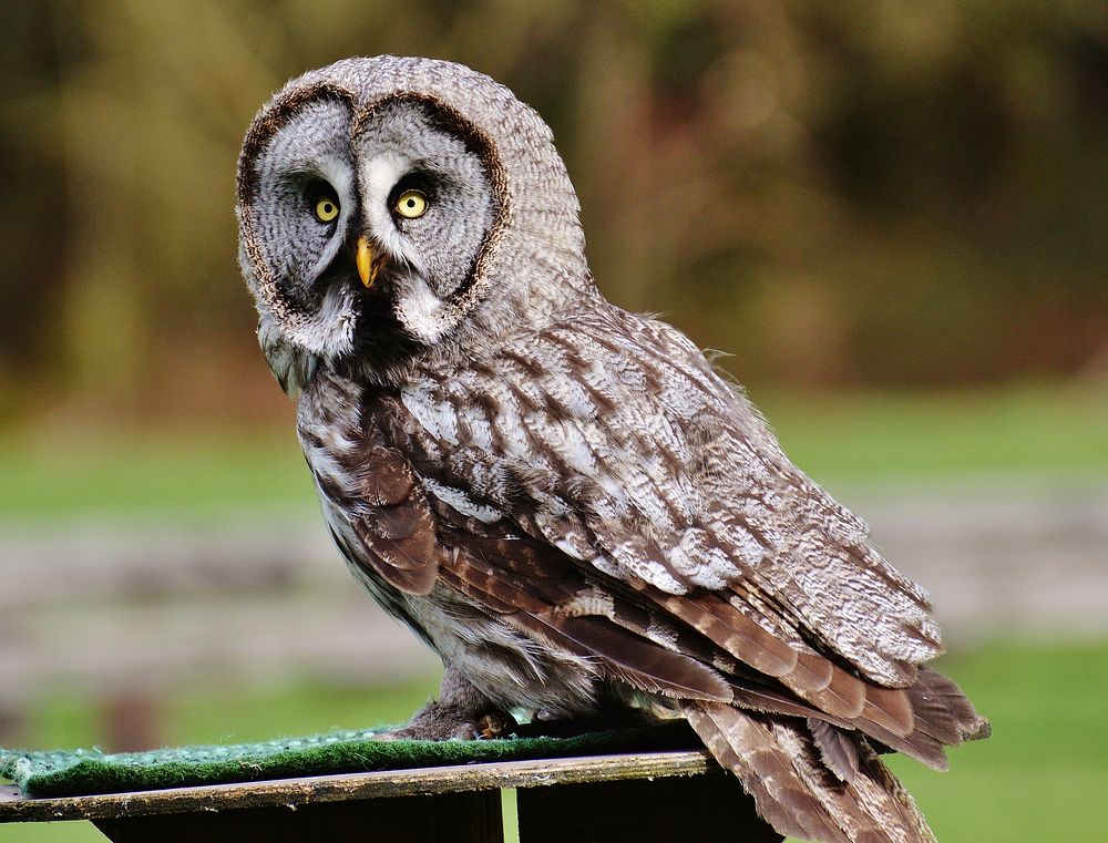 Great grey owl close up. Free public domain CC0 photo. 