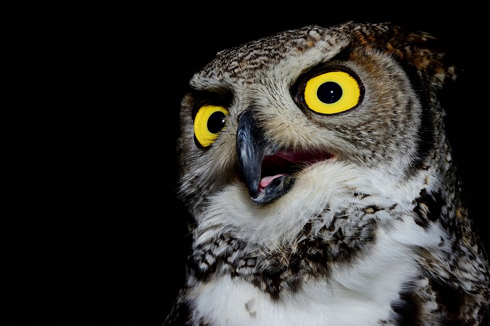 Great horned owl dark closeup. Free public domain CC0 photo.