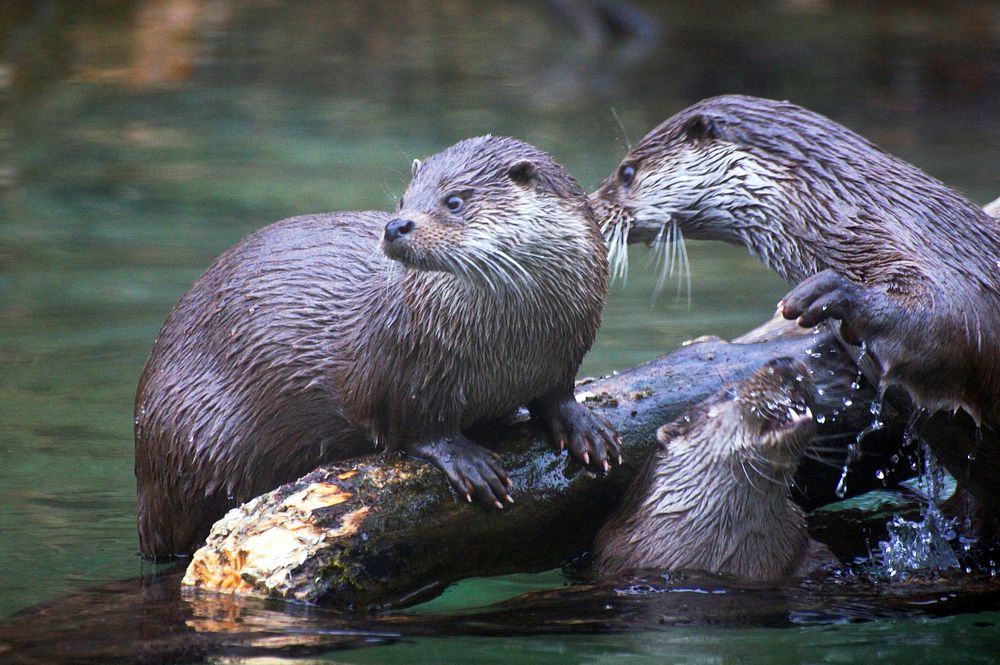 Otters. Free public domain CC0 photo.