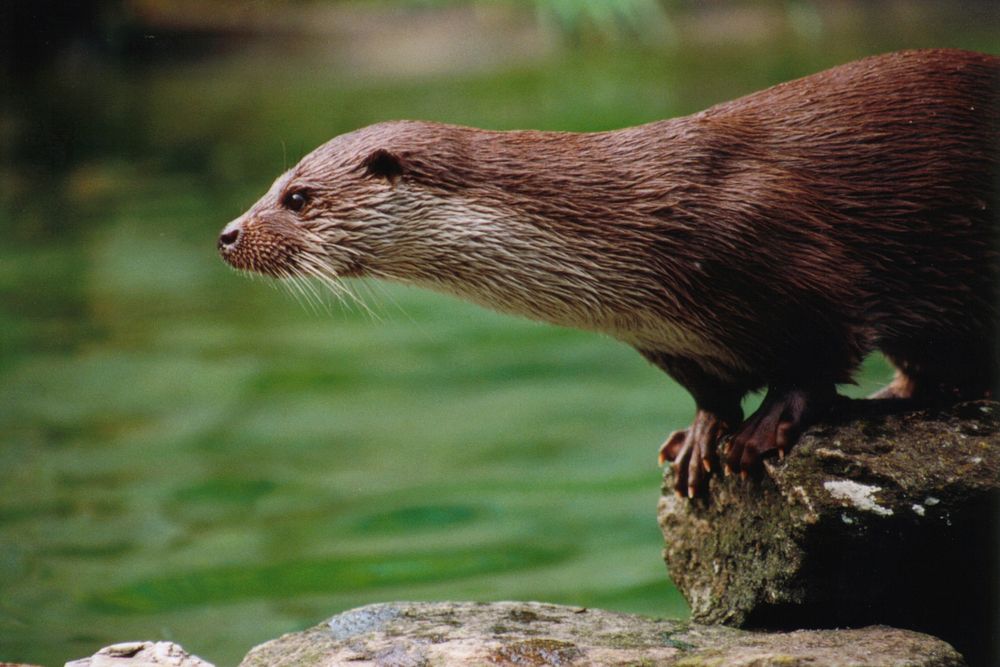 Otter. Free public domain CC0 photo.