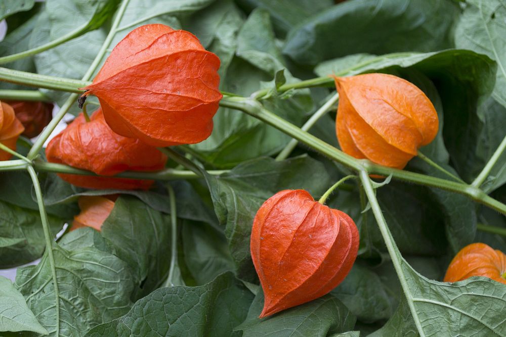 Orange flower closeup. Free public domain CC0 image.